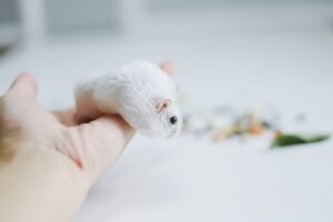 Dealing with Pet Allergies and Sensitivities