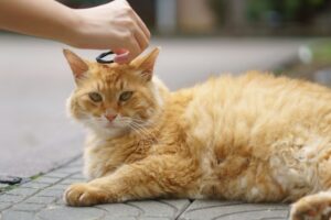 Dental Care Tips for Dogs and Cats