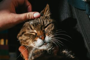 Essential Supplements for Pet Health