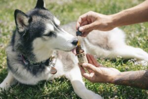 First Aid Basics Every Pet Owner Should Know