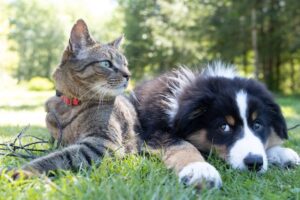 Holistic Health Practices for Pets