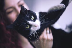 How to Create a Healthy Routine for Your Pet