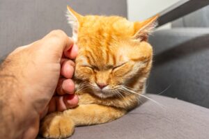 Hydration and Your Pet Why It Matters More Than You Think