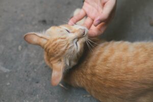 Post-Surgery Care for Pets Recovery Tips and Best Practices