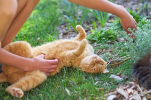 Seasonal Pet Health Tips Summer to Winter Care