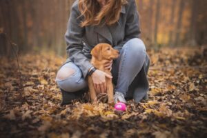 The Importance of Regular Vet Checkups