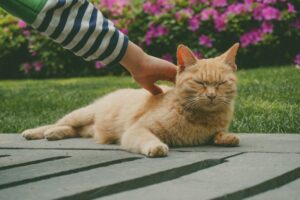 The Importance of Regular Vet Checkups
