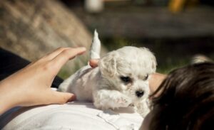 The Role of Mental Stimulation in Pet Wellness